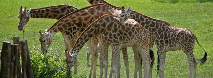 Aalborg Zoo | Oplev dyrene i Nordjylland | Scandic Hotels