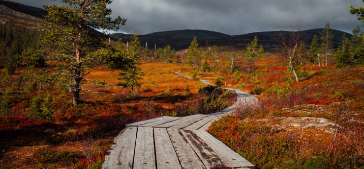 Efterår i Rovaniemi | Scandic Hotels