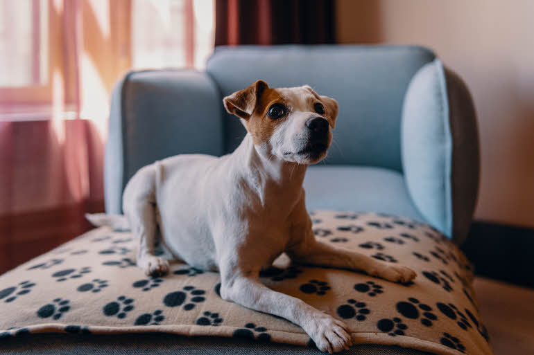 Pet Friendly Room 
