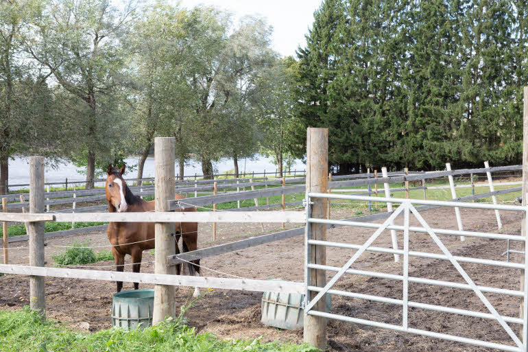 Horses close by