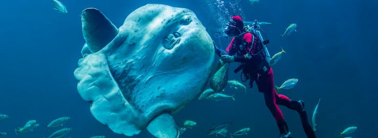 Oceanarium | Oplev dyrene i Nordjylland | Scandic Hotels