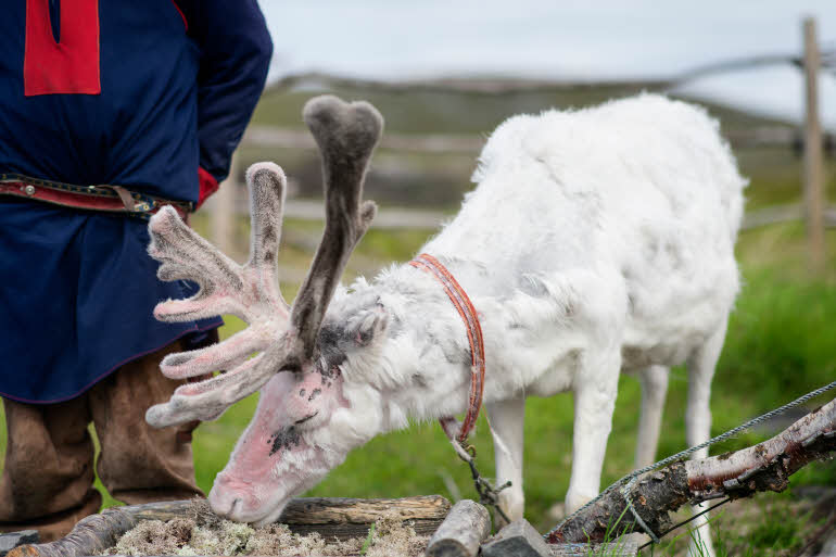 Reindeer
