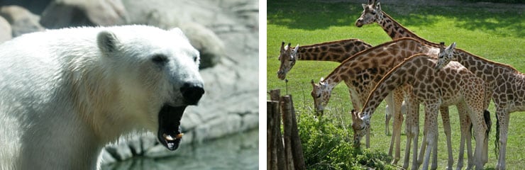 Besøg Aalborg Zoo og få en sjov dag. Bo på hotel i Aalborg.